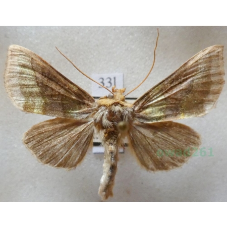 Diachrysia chrysitis (Linnaeus, 1758) Błyszczka spiżówka Czech33l